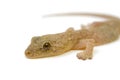 Japanese gecko Royalty Free Stock Photo