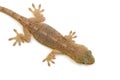 Japanese gecko Royalty Free Stock Photo