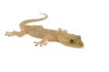 Japanese gecko Royalty Free Stock Photo