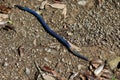 Japanese Giant Earthworm in Japan