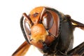 Japanese giant hornet