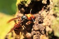 Japanese giant hornet Royalty Free Stock Photo