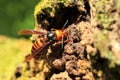 Japanese giant hornet Royalty Free Stock Photo