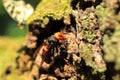 Japanese giant hornet Royalty Free Stock Photo