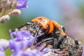Japanese Giant Hornet Vespa Mandarinia Japonica Gathers Flower Pollen