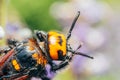 Japanese Giant Hornet Vespa Mandarinia Japonica Gathers Flower Pollen