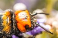 Japanese Giant Hornet Vespa Mandarinia Japonica Gathers Flower Pollen