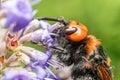 Japanese Giant Hornet Vespa Mandarinia Japonica Gathers Flower Pollen