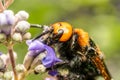 Japanese Giant Hornet Vespa Mandarinia Japonica Gathers Flower Pollen