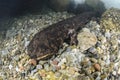 Japanese Giant Salamander Lurking in a River in Japan
