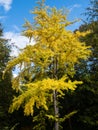 Japanese ginkgo tree with bright yellow leaves in autumn