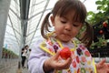 Japanese girl picking strawberry Royalty Free Stock Photo