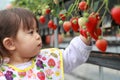 Japanese girl picking strawberry Royalty Free Stock Photo