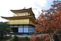 Japanese golden pavillion Kinkakuji and red maple tree in Autumn Royalty Free Stock Photo