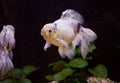Japanese goldfish white color