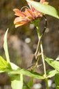 Lizard on zinnia flower Royalty Free Stock Photo