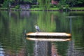 Japanese Gray Heron close-up perched on a boat in a Lake, found in Asia and Japan. At public lake in Tokyo, Japan.
