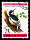 Japanese Great Spotted Woodpecker (Dendrocopos major japonic woodpecker), Birds serie, circa 1988 Royalty Free Stock Photo