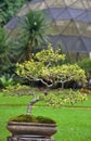 A japanese green bonzai