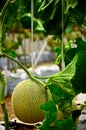 japanese green cantaloup melon in organic farm