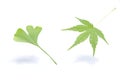 Japanese green maple and ginkgo leaf