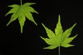 Japanese green maple leaf on black 2 Royalty Free Stock Photo