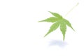 Japanese green maple leaf isolated 2 Royalty Free Stock Photo