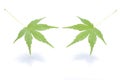 Japanese green maple leaf isolated Royalty Free Stock Photo