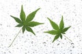 Japanese green maple leaf on rain Royalty Free Stock Photo