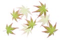 Japanese green maple leaf. white background. fresh green leaves. environmental concept Royalty Free Stock Photo