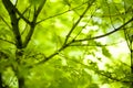 Japanese green maple leaves