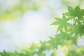 Japanese green maples leaves with blue sky