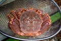 Japanese hairy crab from Hokkaido