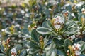 Yeddo hawthorn Rhaphiolepis umbellata, with some white flowers Royalty Free Stock Photo