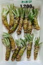 Japanese whole fresh Wasabi roots in box - Close up shot