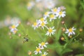 Japanese honeybee and wild chrysanthemum