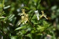 Japanese honeysuckle flowers Royalty Free Stock Photo