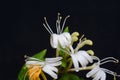 Macro Japanese honeysuckle flowers over black background. Royalty Free Stock Photo