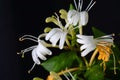 Macro Japanese honeysuckle flowers over black background. Royalty Free Stock Photo