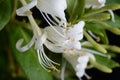 Macro Japanese honeysuckle flowers over black background. Royalty Free Stock Photo