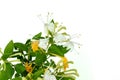 Japanese honeysuckle flowers over white Royalty Free Stock Photo