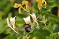 Japanese Honeysuckle, Lonicera japonica