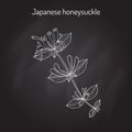 Japanese honeysuckle Lonicera japonica , medicinal plant.