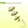 Japanese honeysuckle Lonicera japonica , medicinal plant
