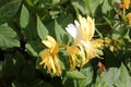 Japanese honeysuckle, Lonicera japonica