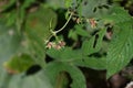 Japanese hop ( Humulus japonicus ) fruits. Cannabaceae dioecious annual vine. Royalty Free Stock Photo