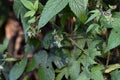 Japanese hop ( Humulus japonicus ) fruits. Cannabaceae dioecious annual vine. Royalty Free Stock Photo