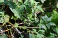 Japanese hop ( Humulus japonicus ) fruits. Cannabaceae dioecious annual vine. Royalty Free Stock Photo