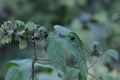 Japanese hop ( Humulus japonicus ) fruits. Cannabaceae dioecious annual vine. Royalty Free Stock Photo