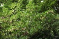 Japanese hornbeam fruits